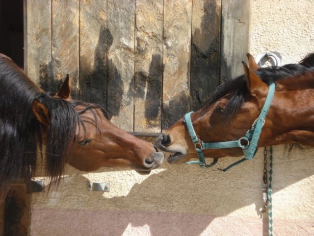 Nuestros amorosos animales